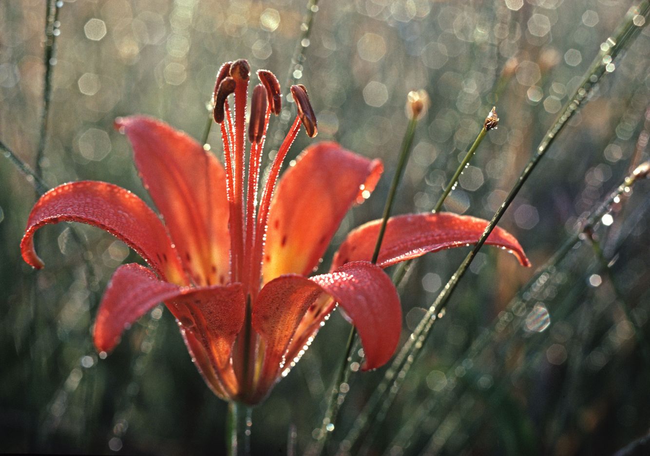 Wood Lily 2