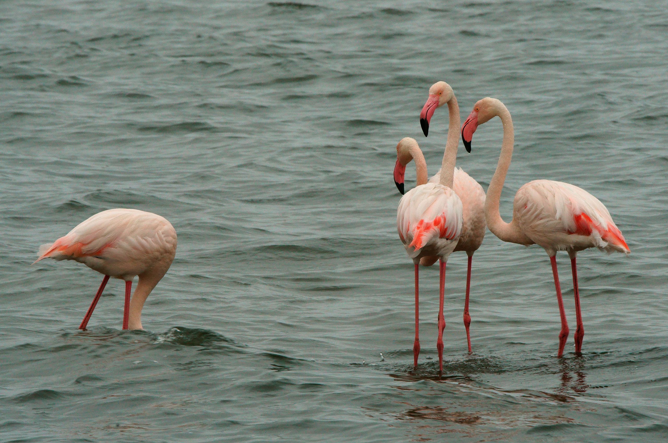 Flamingo Gossip