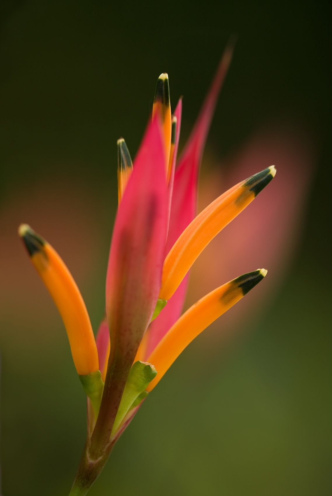 Heliconia Psittacorum