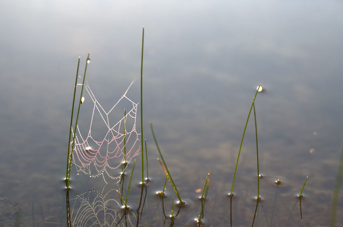 Pondside Spider Web