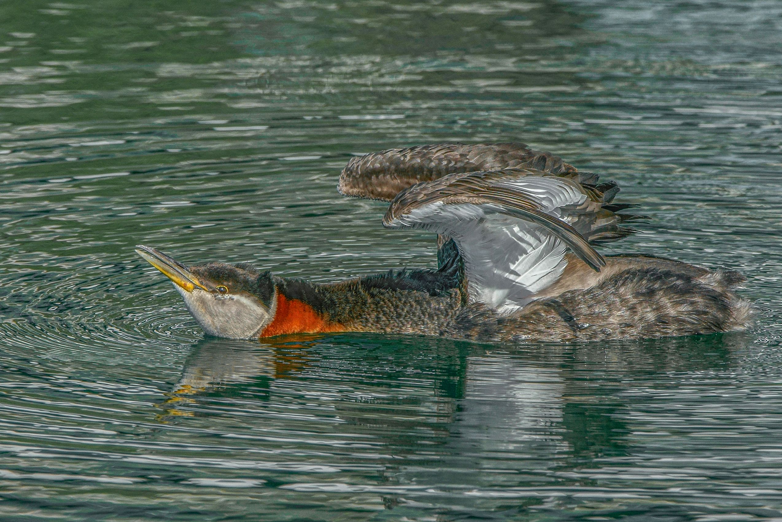 Page 142 Red-necked Grebe in Humber Bay.jpg