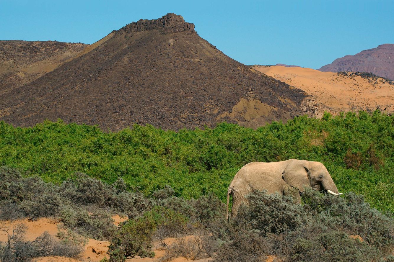 Elephant and Greenery