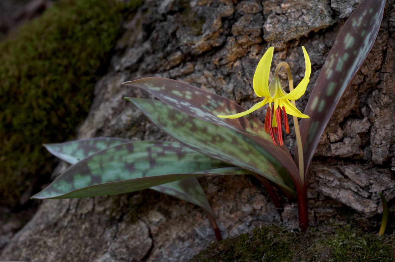 Trout Lily