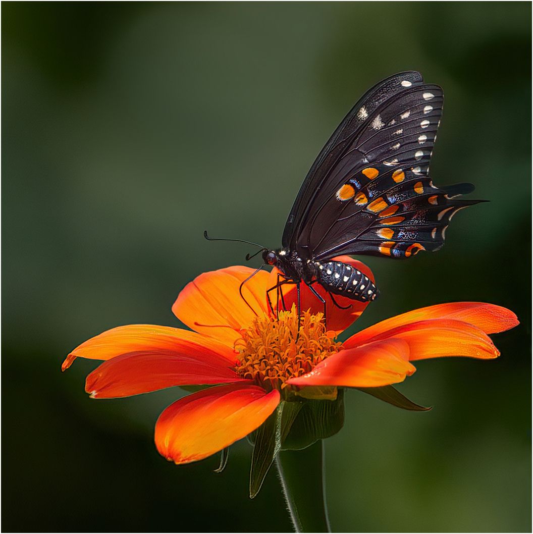 Swallowtail butterfly on Tithonia