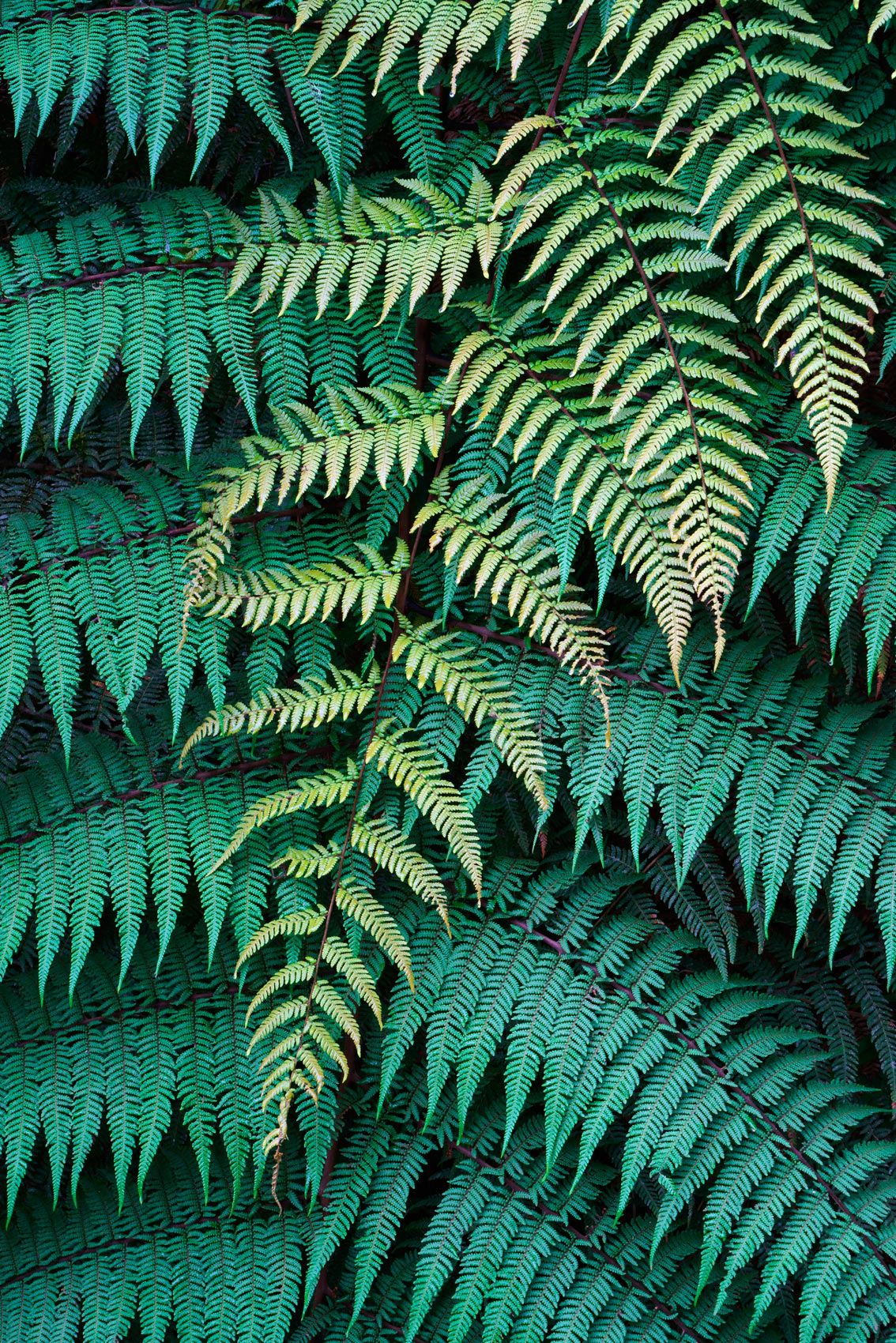 Ferns