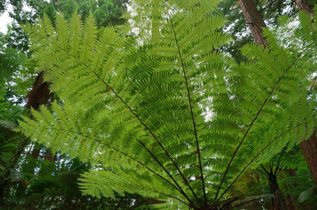 Silver Fern