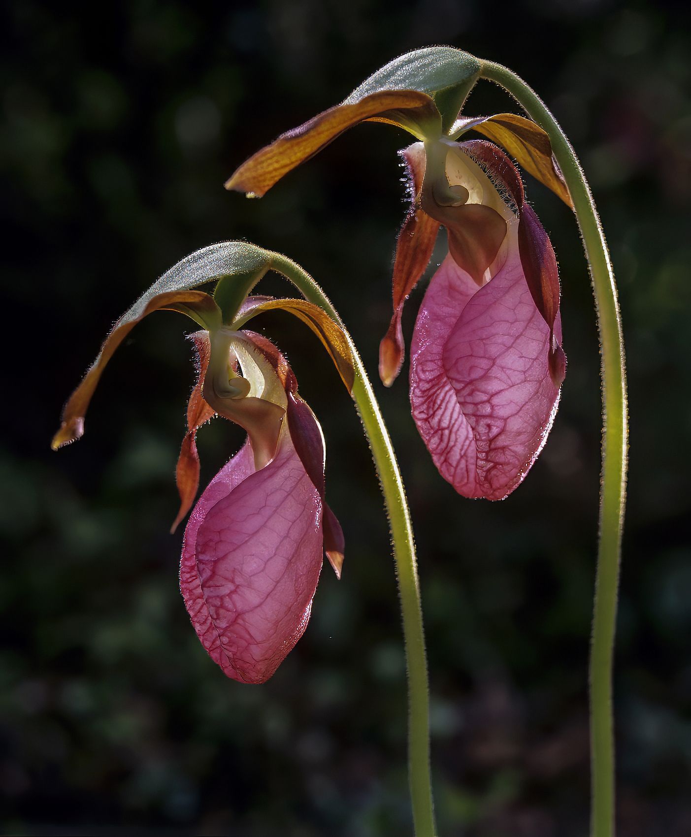 Page 96 Moccasin Flower.jpg