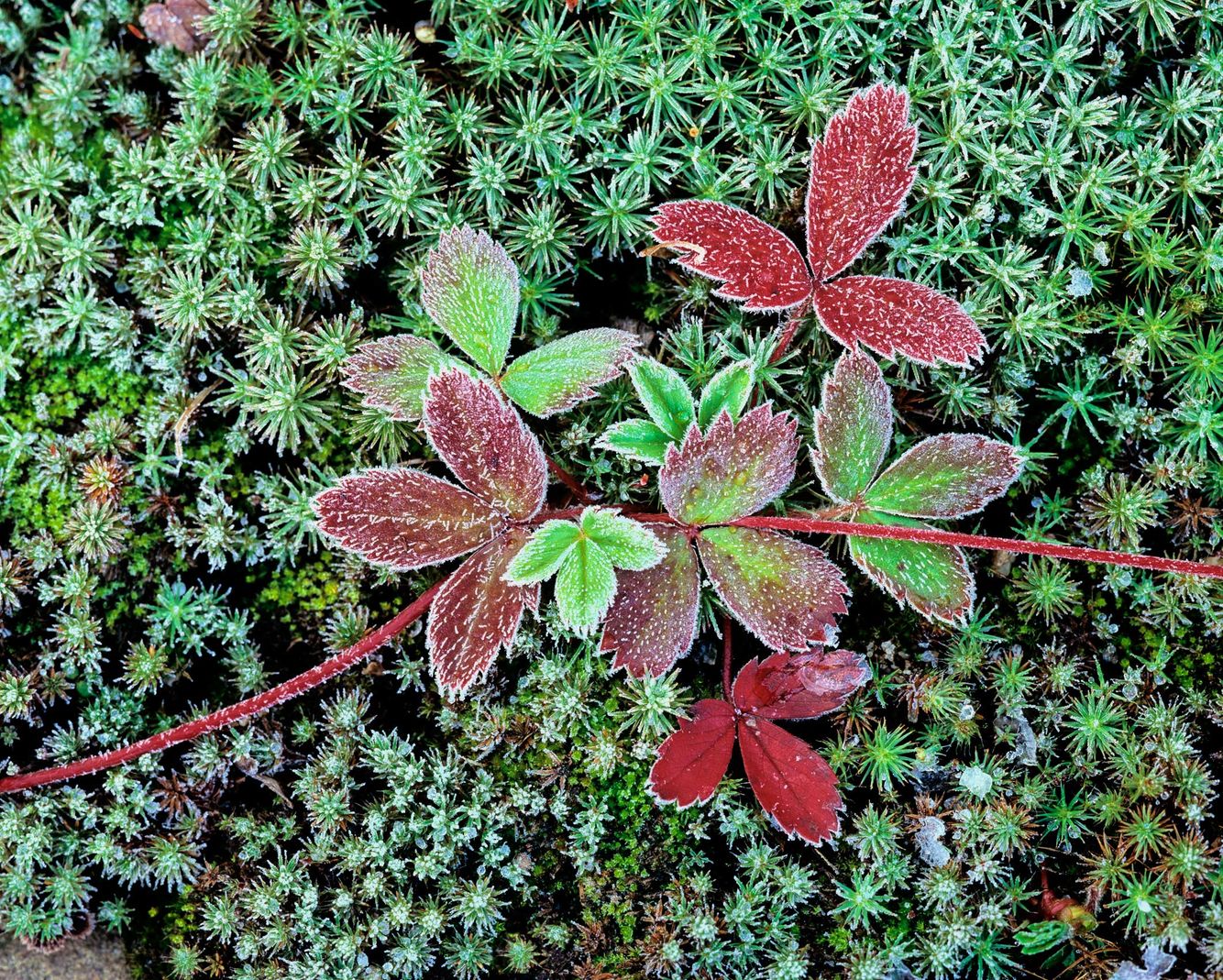 Stawberry Leaves in Autumn