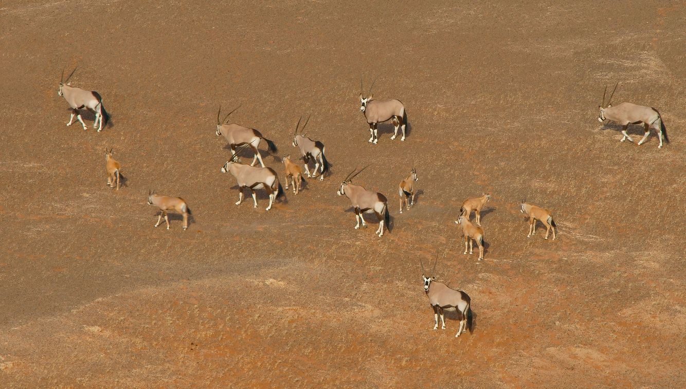 Oryx Herd On The Move