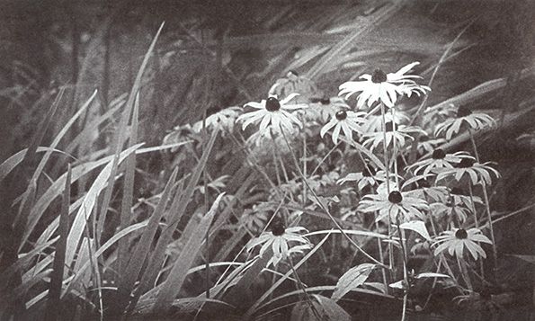 Wild Daisies.jpg