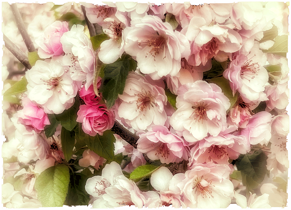 apple-blossoms-12.gif