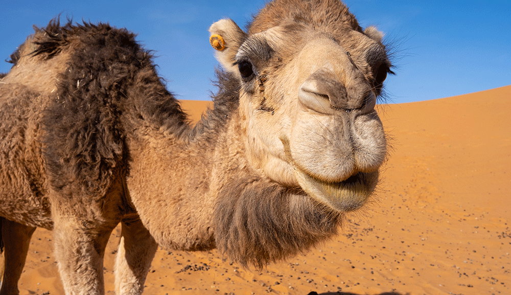 Camel.gif