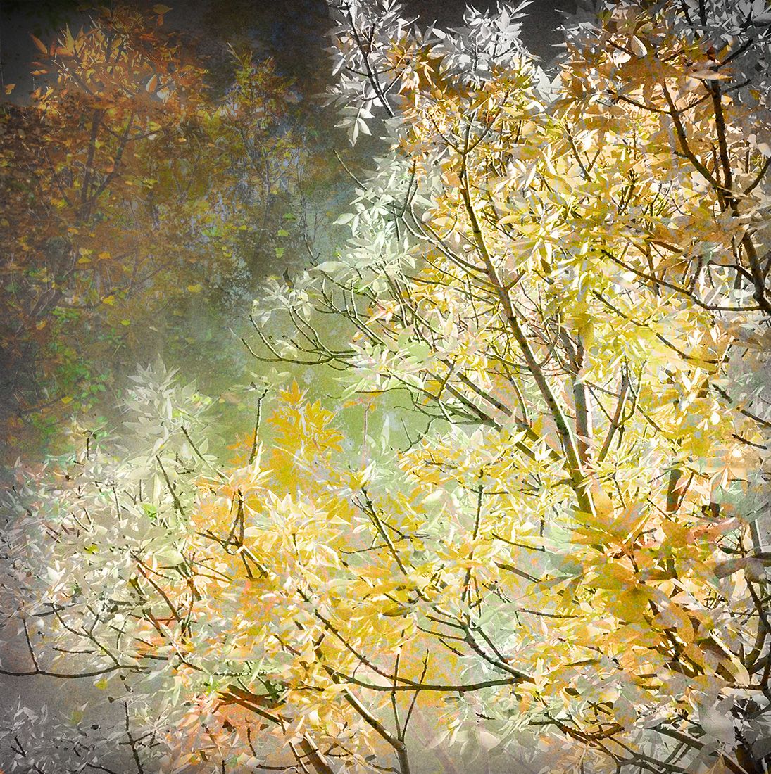 Aspects of Autumn #9