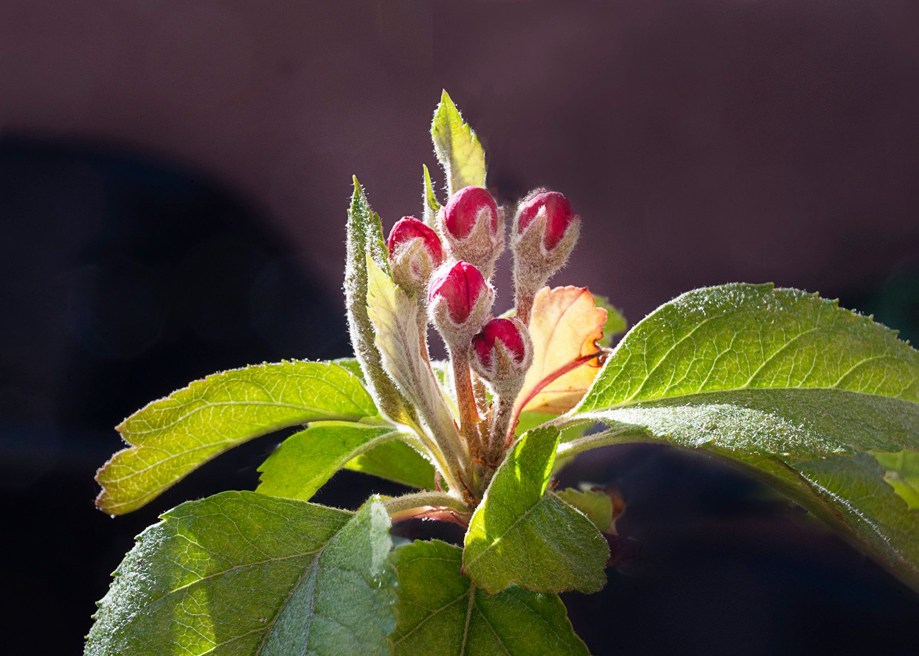 Apple Blossom #4