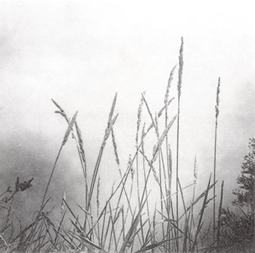 Grasses Lakeside.jpg