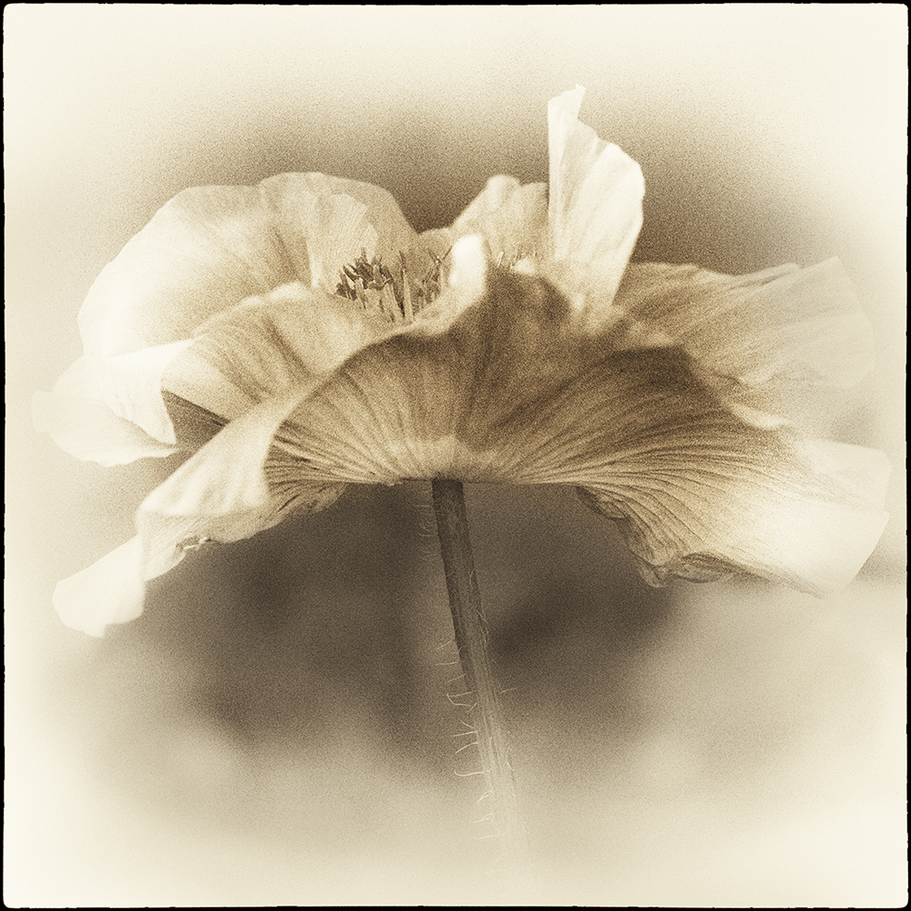 Poppy-3-bw.gif