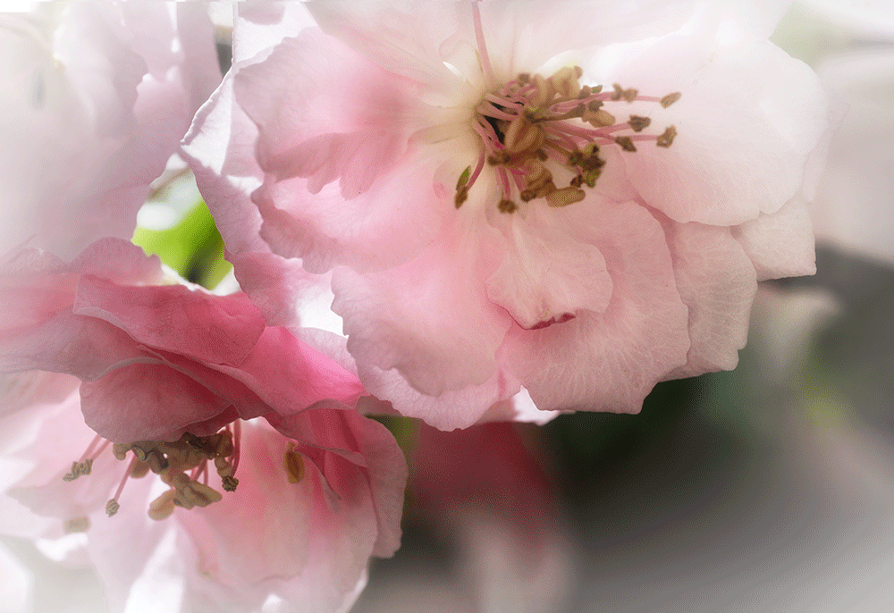 Apple-blossoms-1.gif