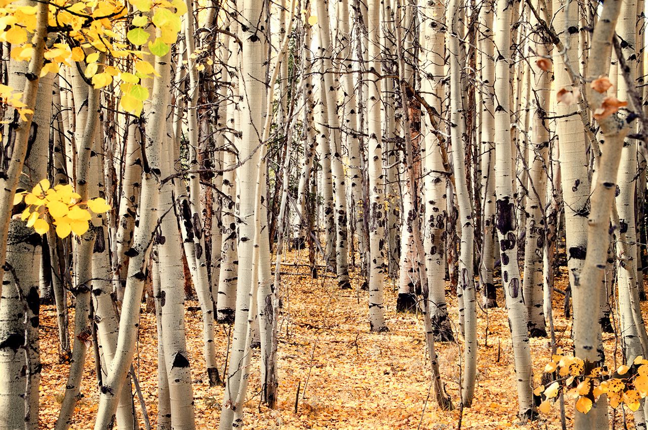 foliage 2012 (21 of 90).jpg