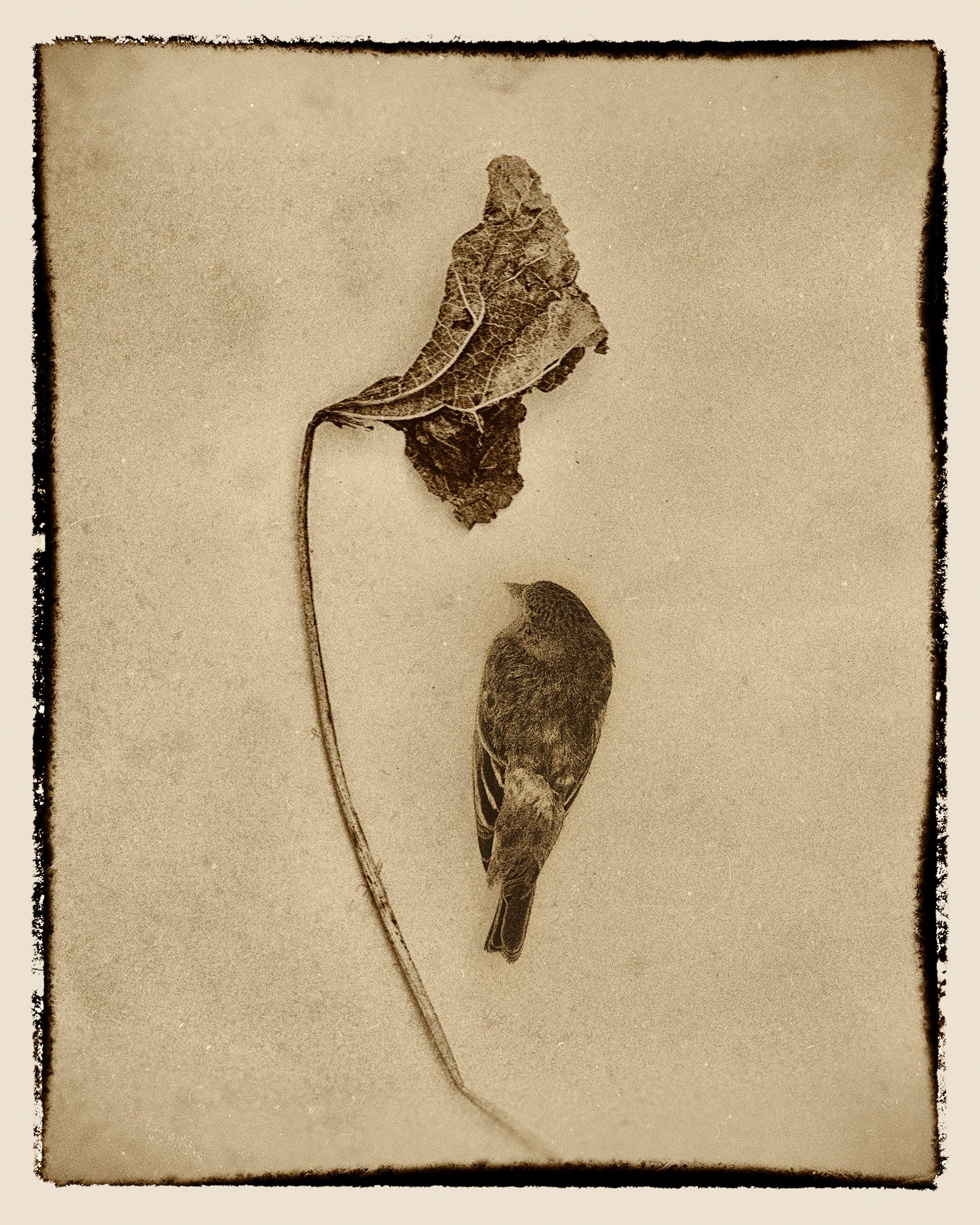 Hollyhock with Bird II