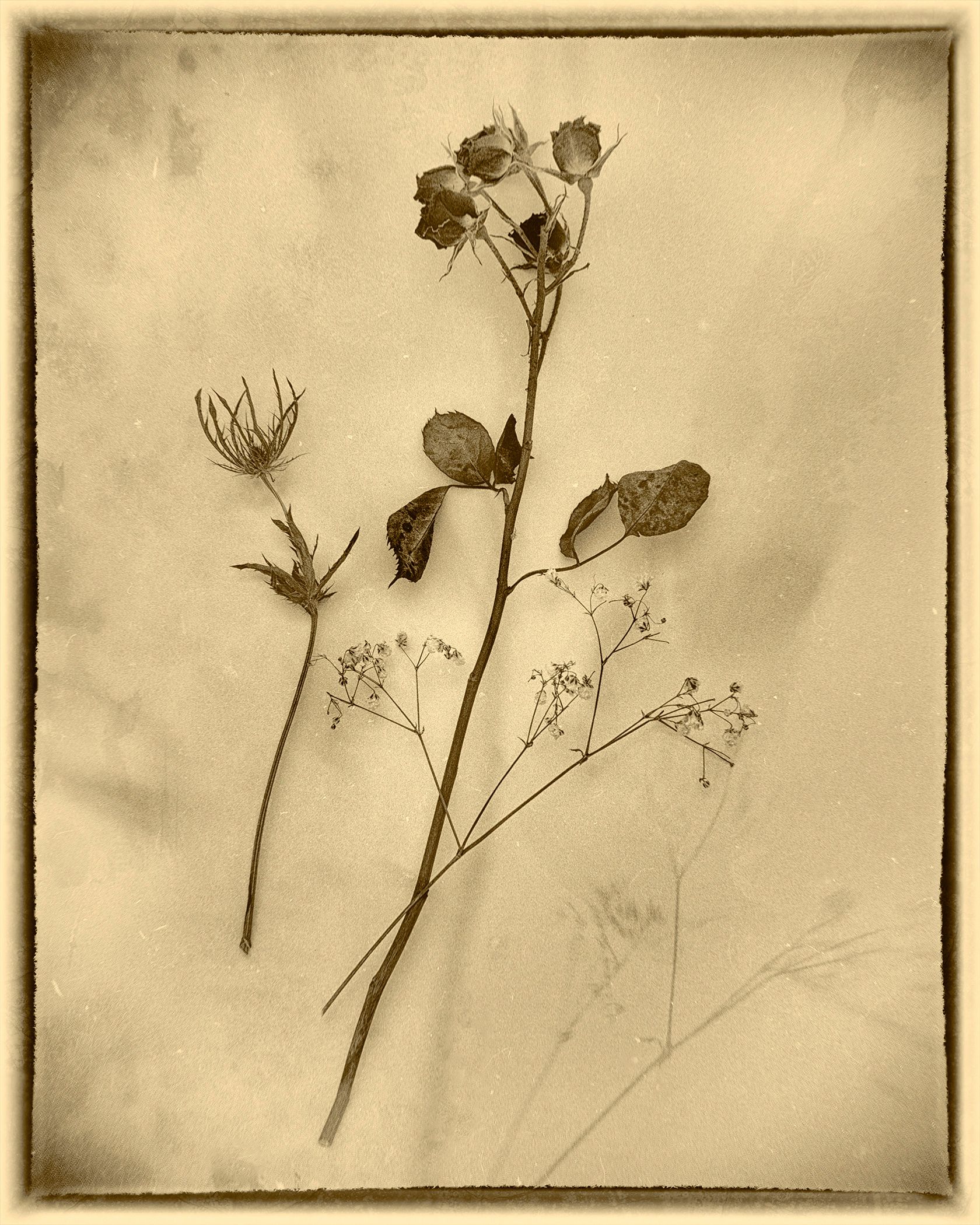 Still Life III