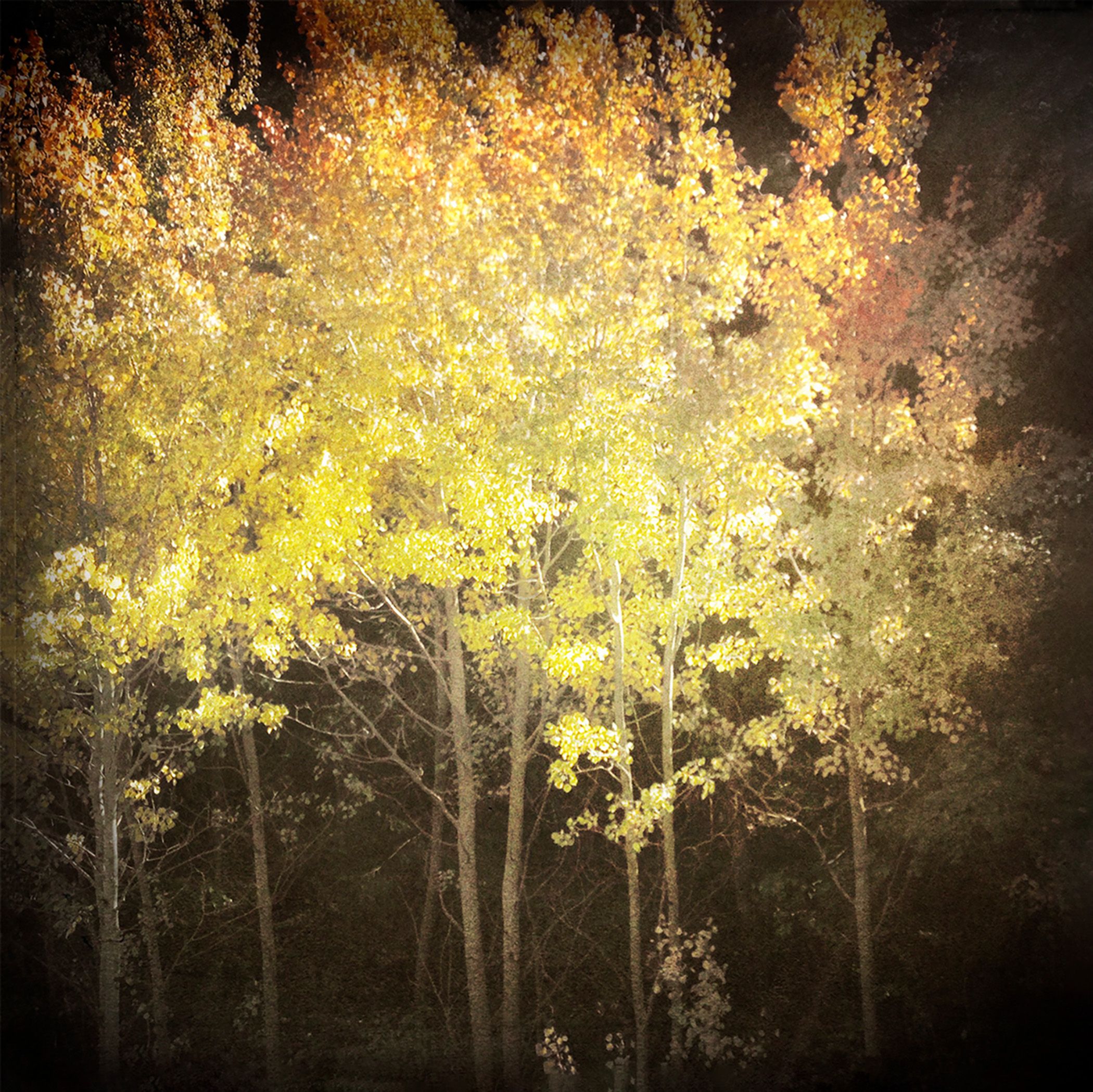 Aspects of Autumn 7