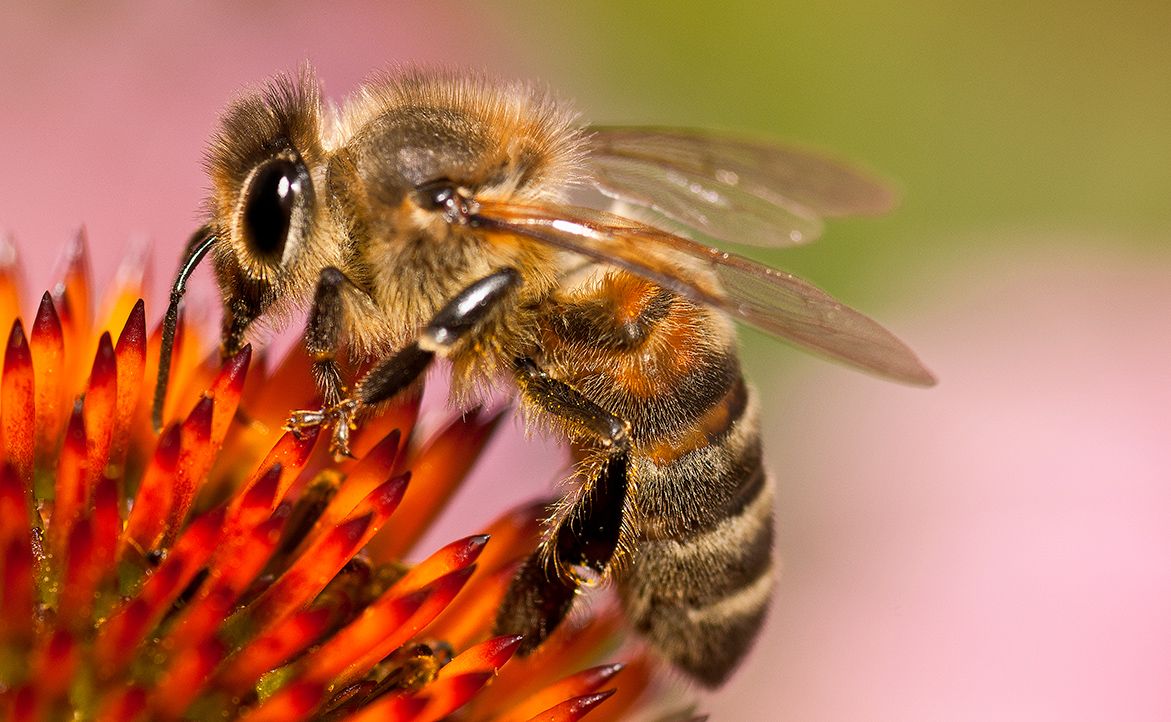 Bee on Red 
