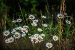 1dsc_1925