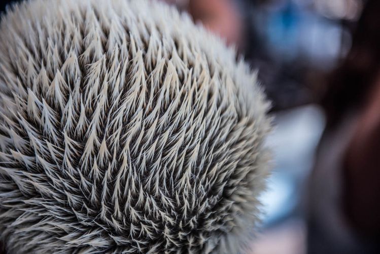 1bumble_bumble_gypsysportdsc_0252__1_