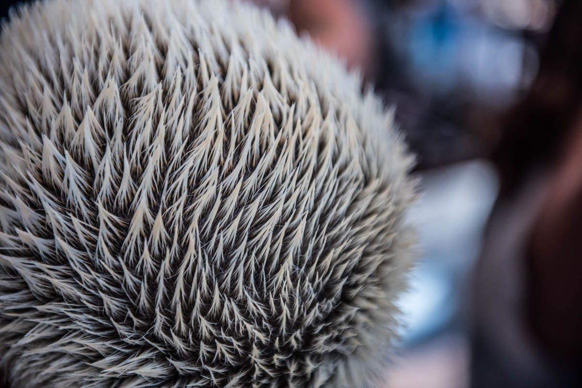 1bumble_bumble_gypsysportdsc_0252__1_