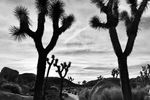 IMG_7360.jpeg