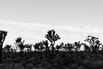IMG_7805.jpeg