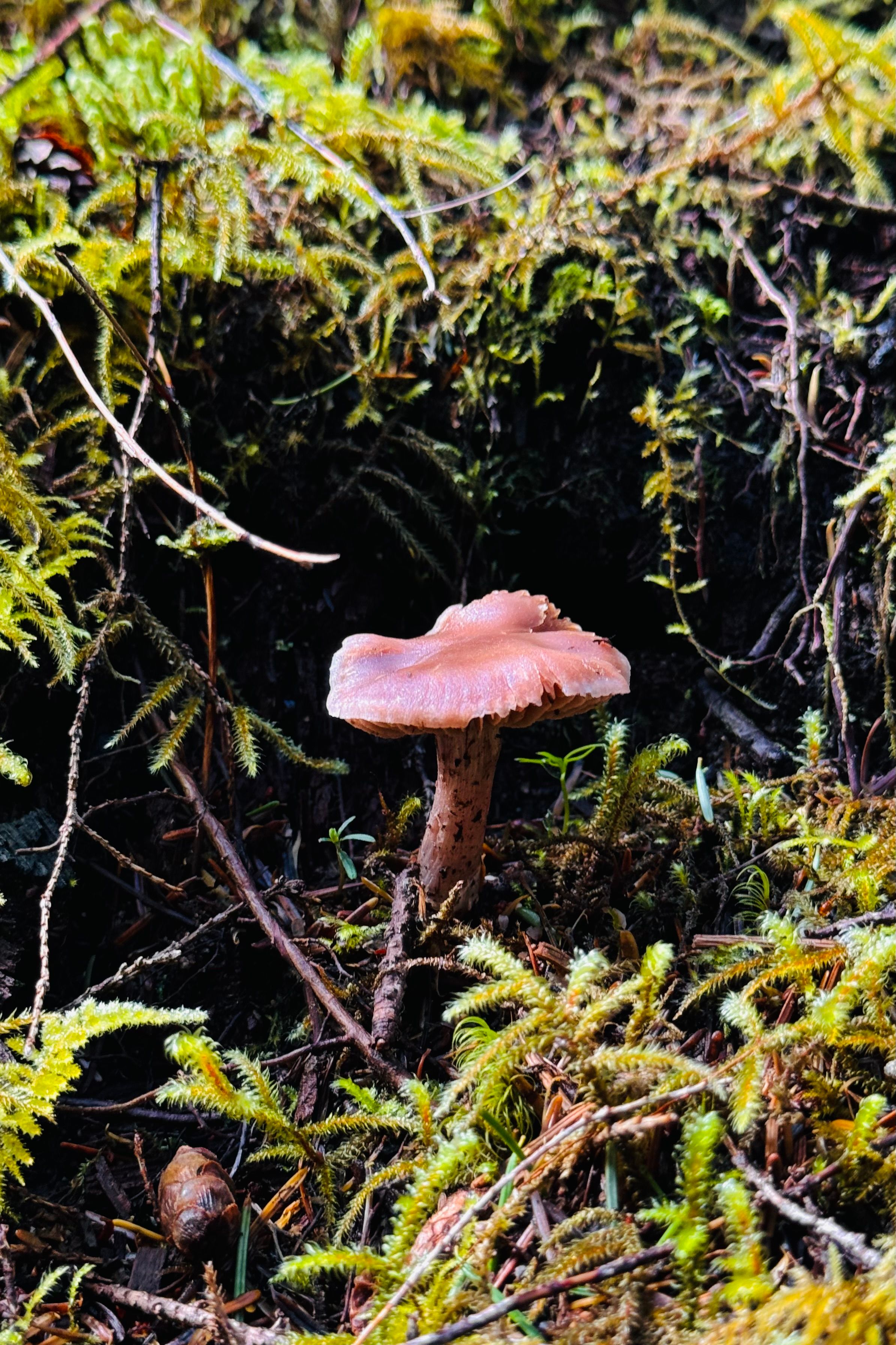IMG_7850.jpeg