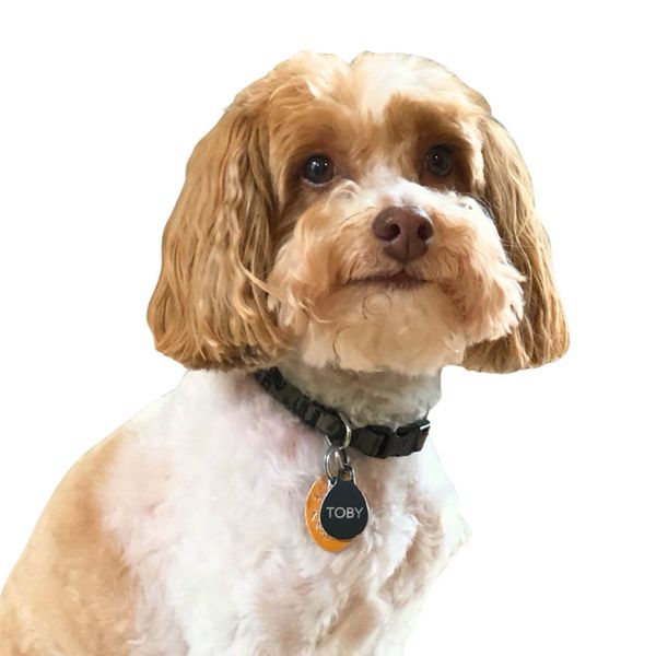 Toby - squared.jpg