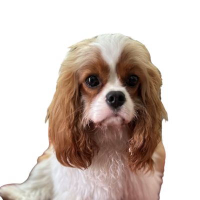 Ivy - no BG.jpg