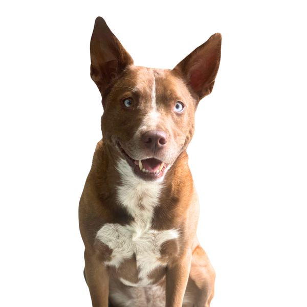Bella 2 - no BG 3.jpg