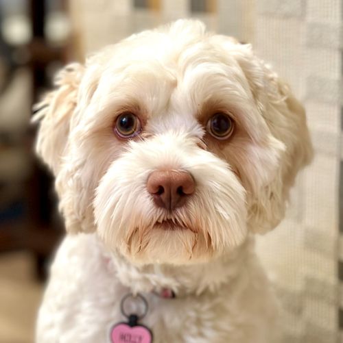 Holly - website.jpg