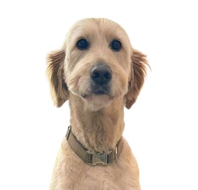 Louie - no BG 3.jpg