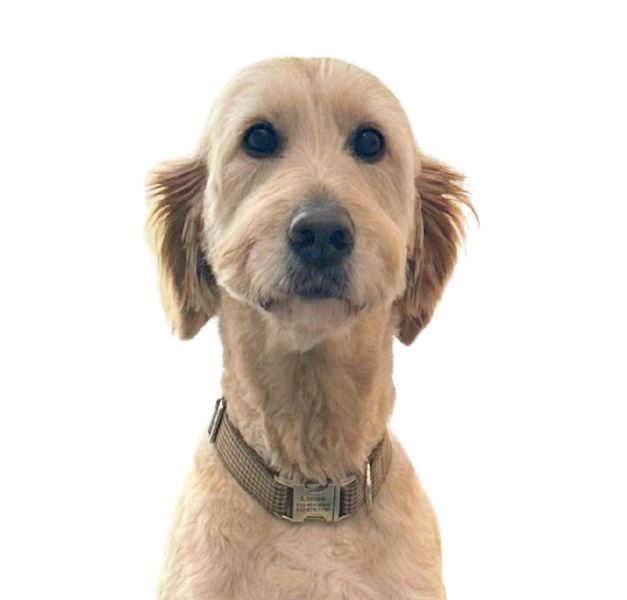 Louie - no BG 3.jpg