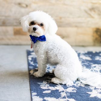 Ollie - 1 (AB9A6384).jpg
