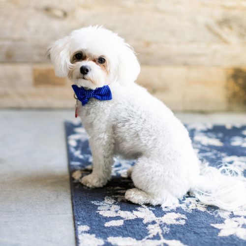 Ollie - 1 (AB9A6384).jpg