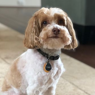 Toby - cropped.jpg