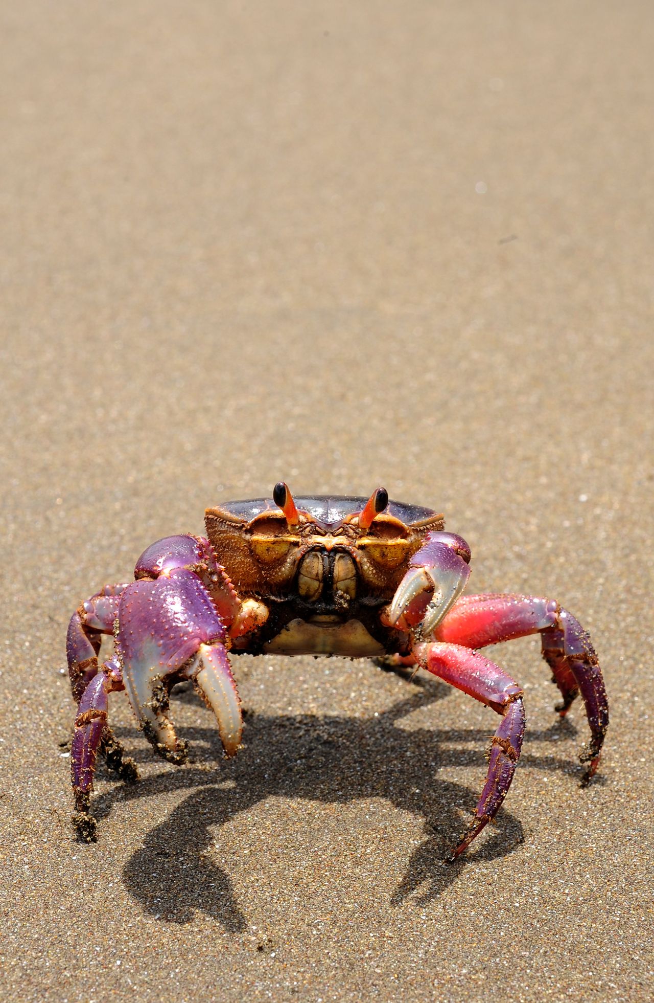 Holloween Crab