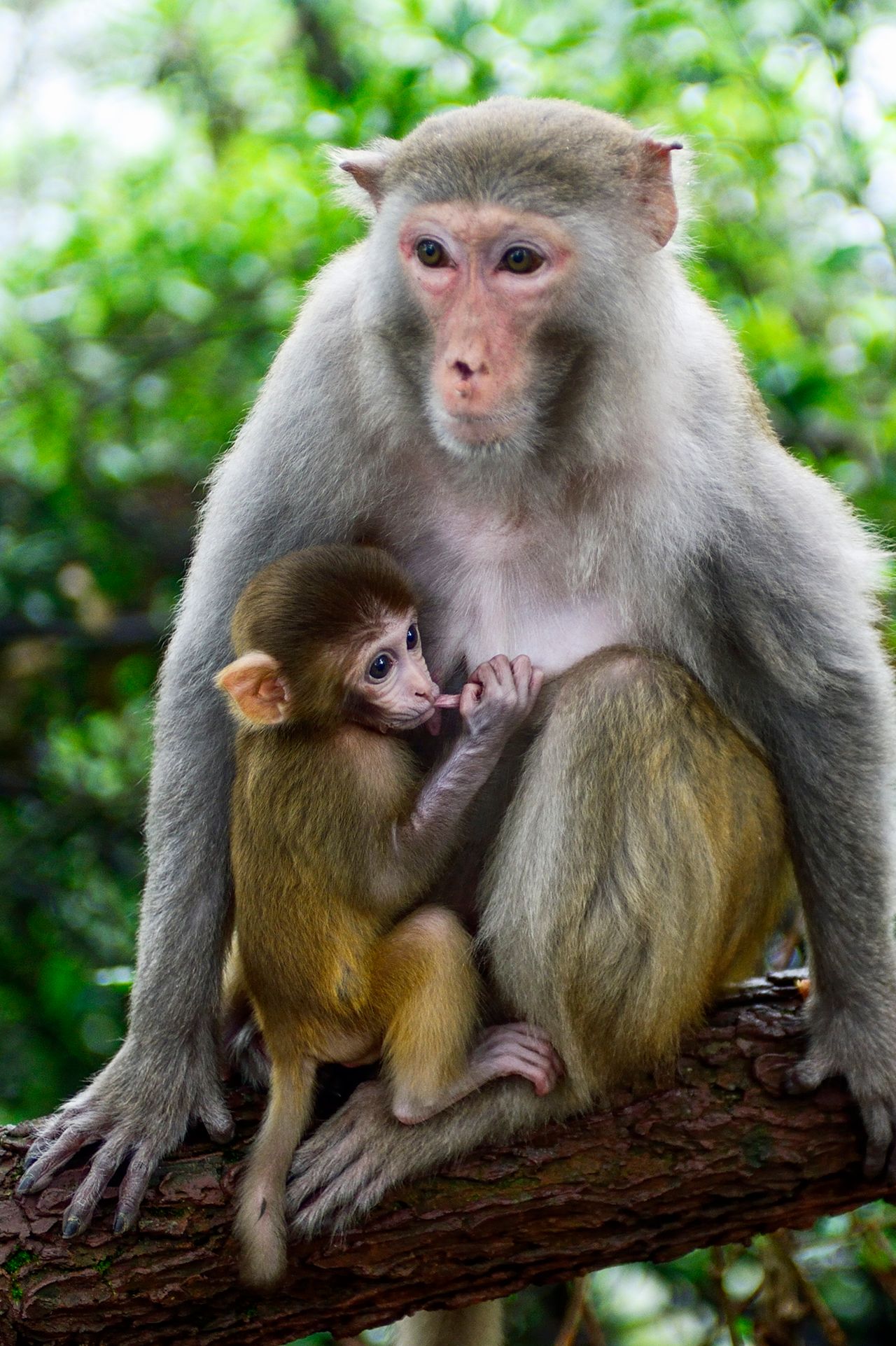 Nursing Macaque Monkey