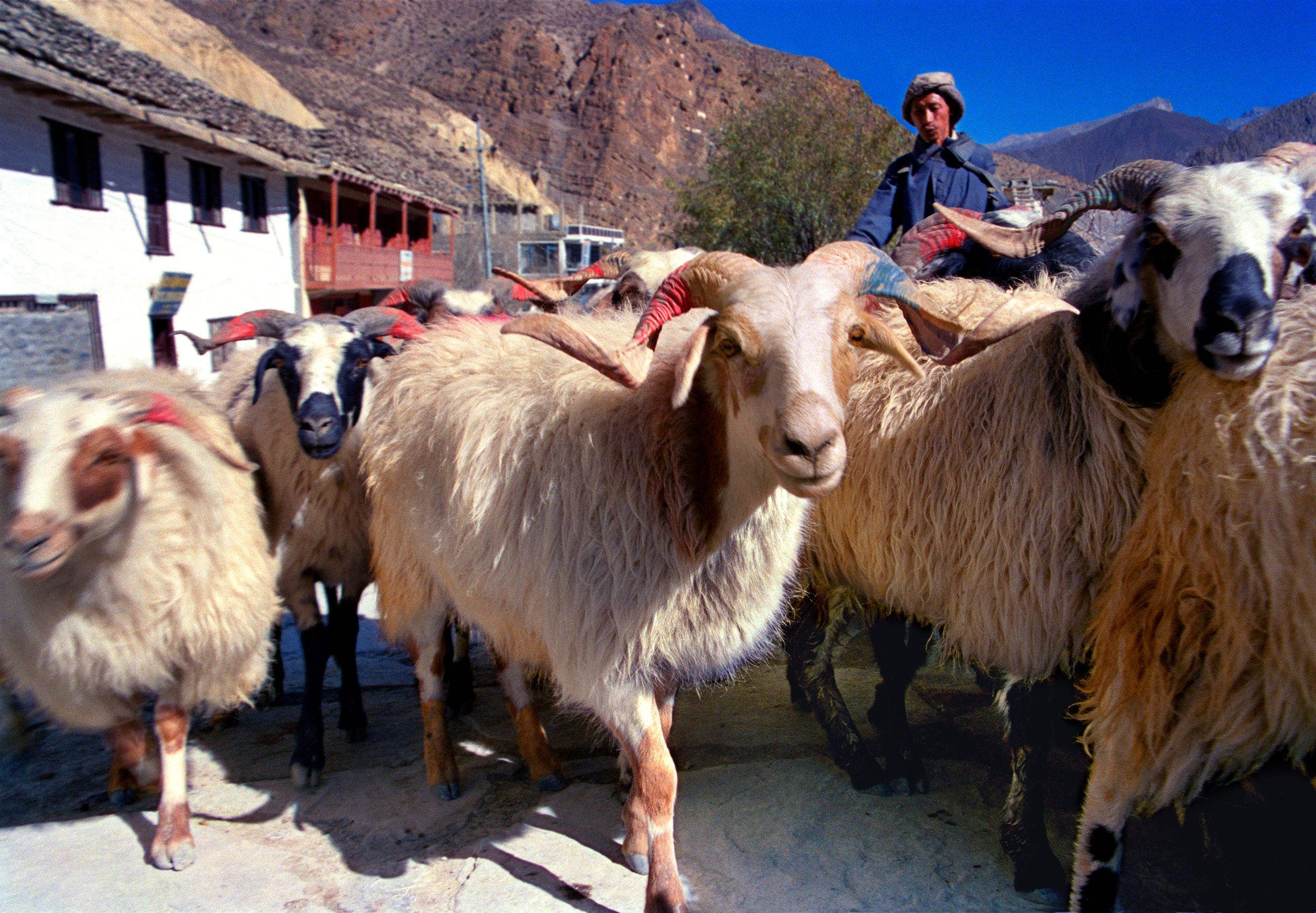 Man Herding Sheep