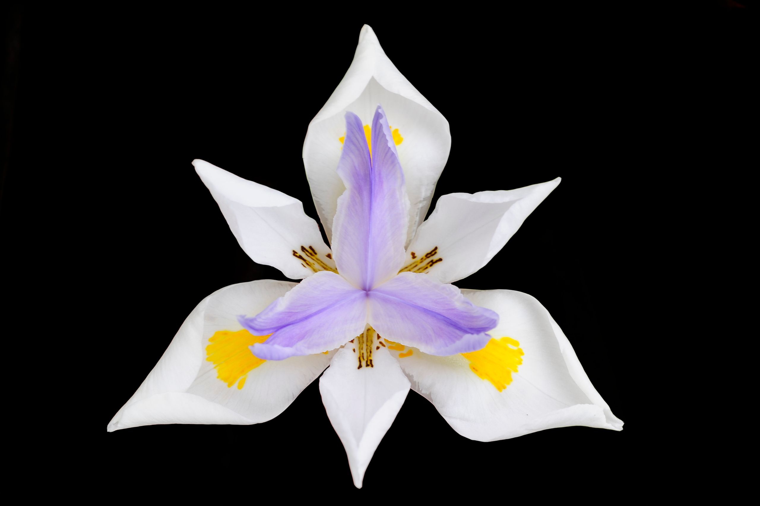 Japanese Iris Flower