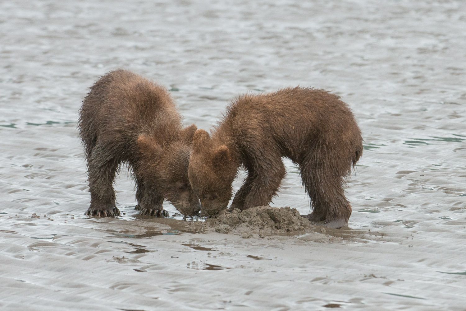 That Clam is Mine - No It's Mine!