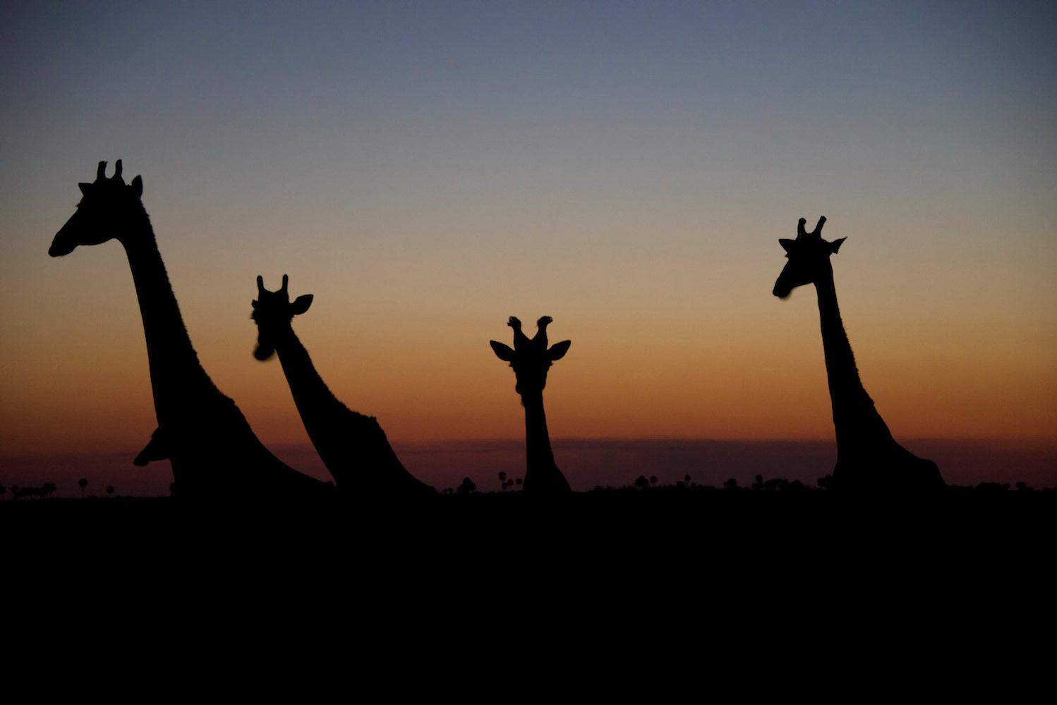 "Giraffe Silhouette"