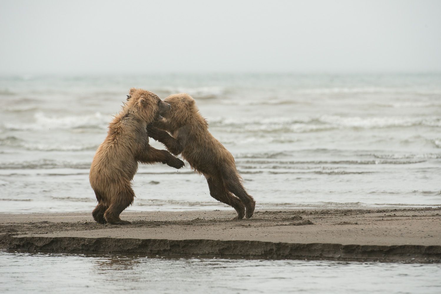 Take That You Bully!