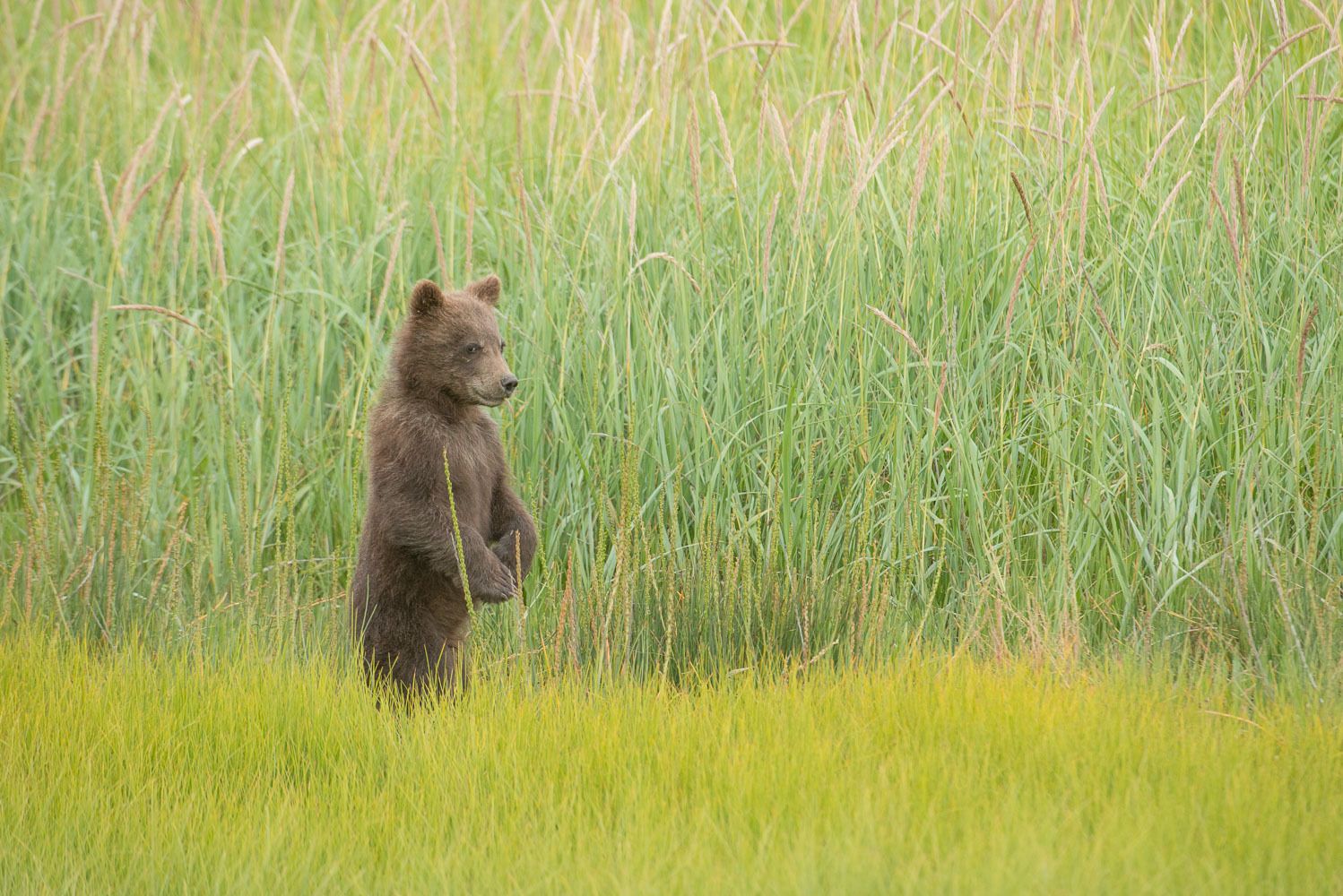 My, This Grass is Tall!