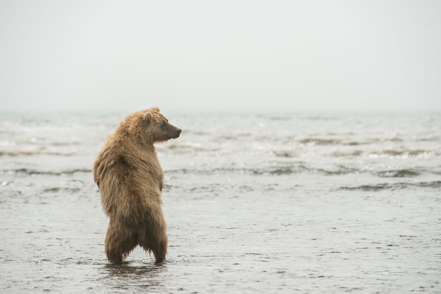 Whew, My Paws Feel Better Already!